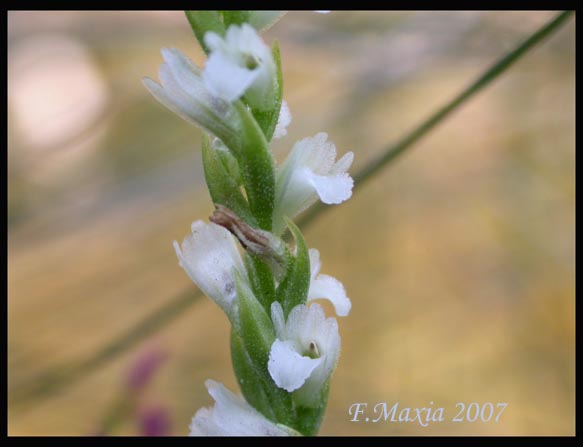 Spiranthes aestivalis (Lam.) L.C. Rich.